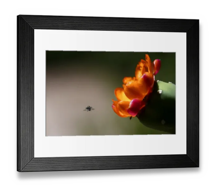 Framed Print : Auto-Moto-Rally-Dakar-Stage2 Framed Print : Auto-Moto-Rally-Dakar-Stage2