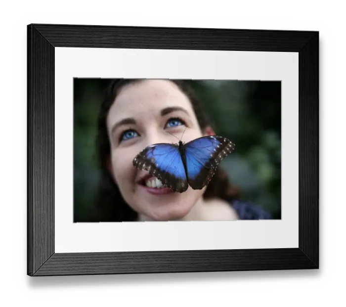 Framed Print : Britain-Animal-Butterfly