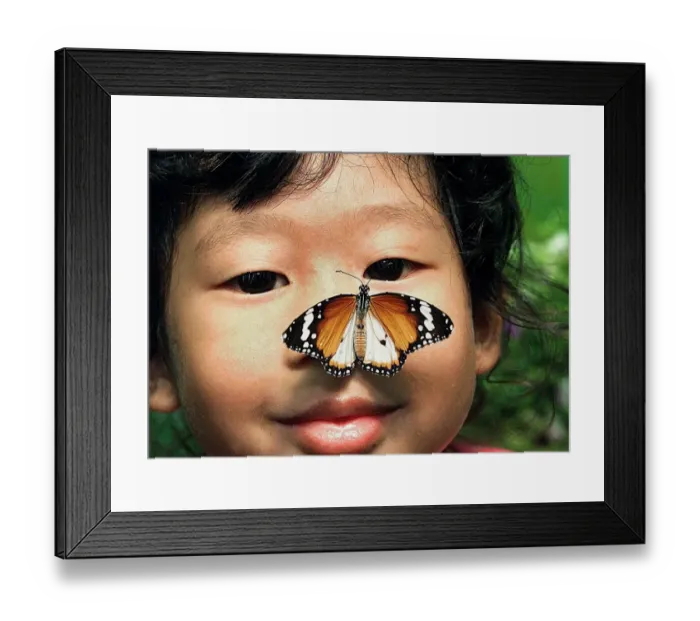 Framed Print : Malaysia-Butterfly Framed Print : Malaysia-Butterfly