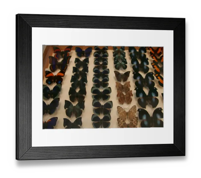 Framed Print : France-Paris-Shop-Butterflies