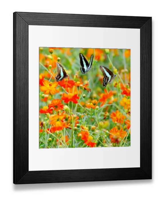 Framed Print : Japan-Cosmos Framed Print : Japan-Cosmos