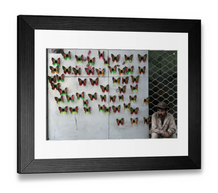 Framed Print : Pakistan-Display-Butterflies