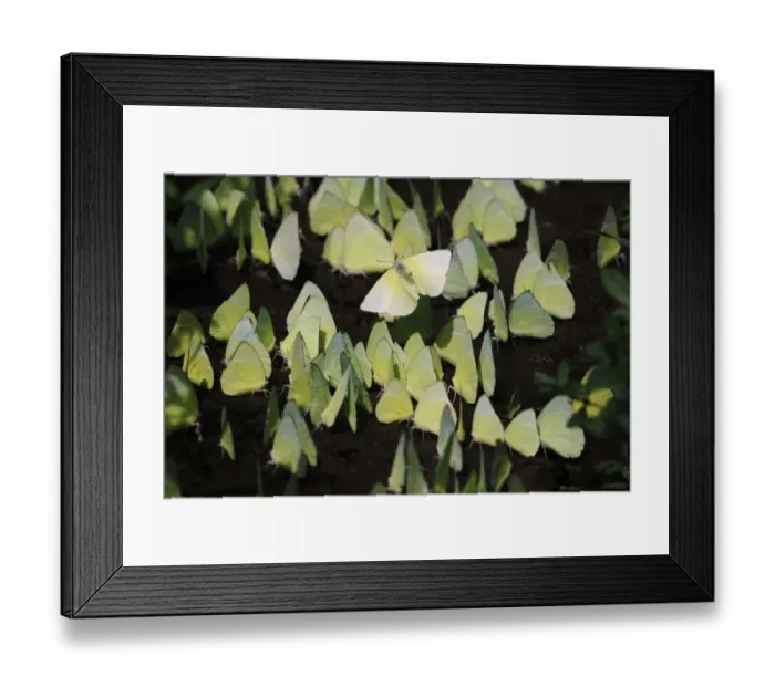 Framed Print : India-Wildlife-Butterflies Framed Print : India-Wildlife-Butterflies