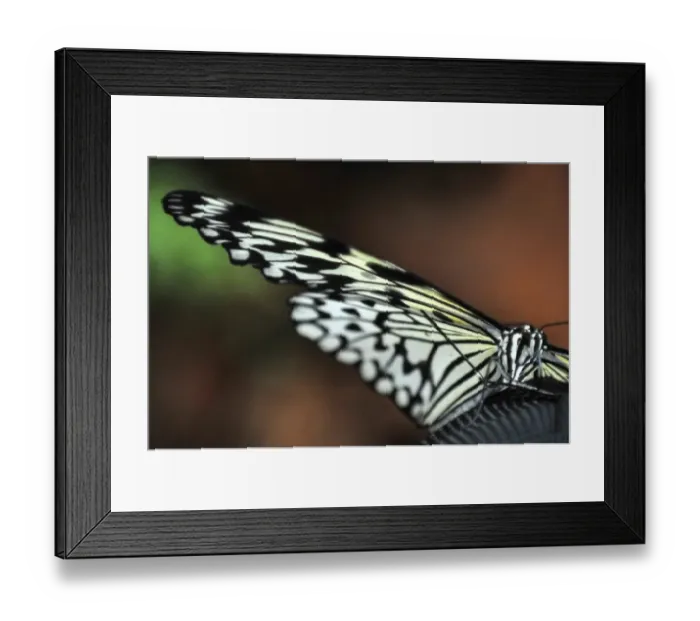 Framed Print : Italy-Zoo-Butterfly-Greenhouse Framed Print : Italy-Zoo-Butterfly-Greenhouse