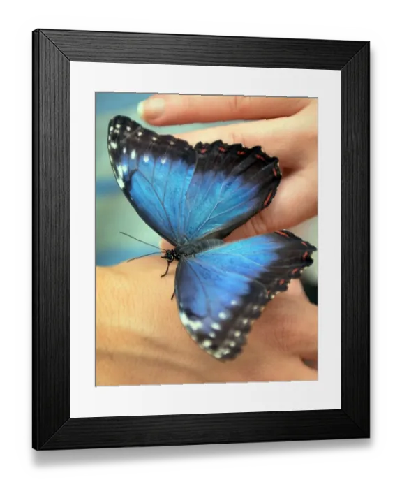 Framed Print : A visitor holds a Peleides Blue Morpho (Morpho Peleides) butterfly originary Framed Print : A visitor holds a Peleides Blue Morpho (Morpho Peleides) butterfly originary