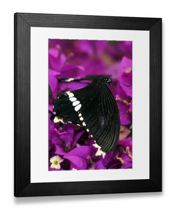 Framed Print : Italy-Zoo-Butterfly-Greenhouse Framed Print : Italy-Zoo-Butterfly-Greenhouse