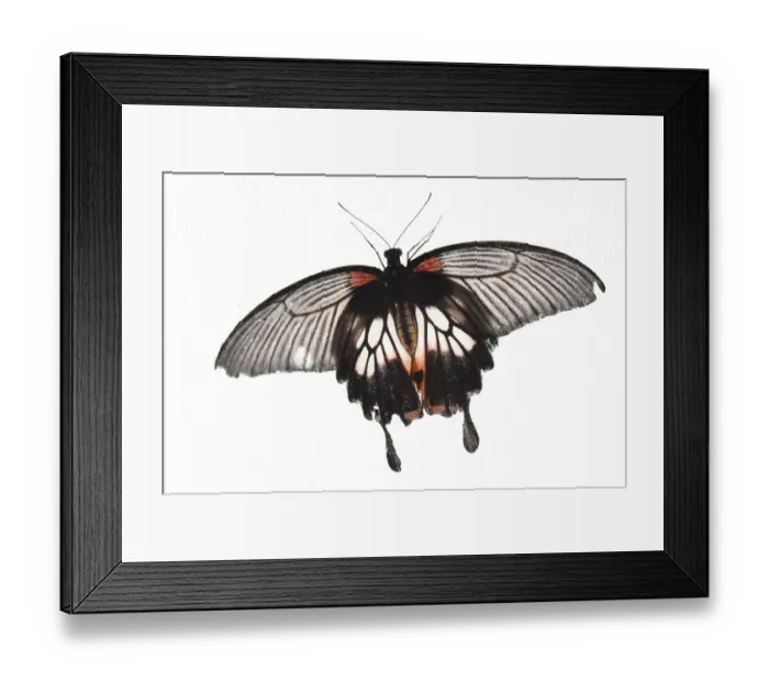 Framed Print : Britain-Animal-Butterfly