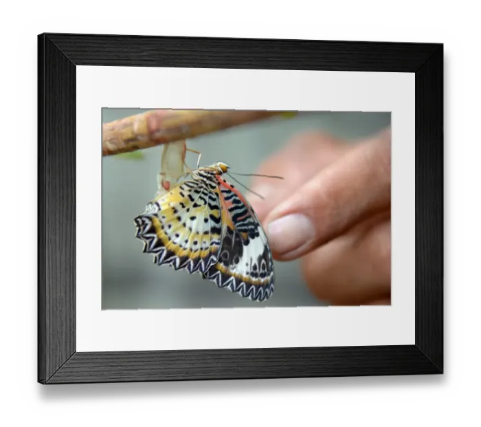 Framed Print : Cambodia-Nature-Environment-Butterflies