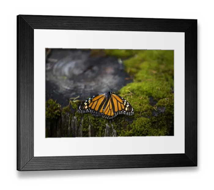 Framed Print : Mexico-Animals-Monarch-Butterflies