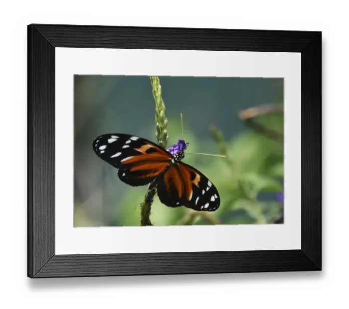 Framed Print : Panama-Butterfly-Farm-Inauguration Framed Print : Panama-Butterfly-Farm-Inauguration