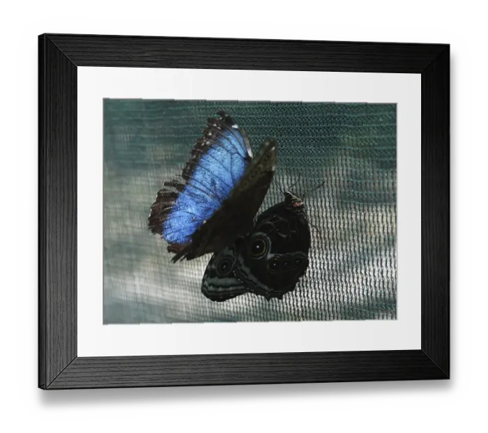 Framed Print : Panama-Butterfly-Farm-Inauguration Framed Print : Panama-Butterfly-Farm-Inauguration
