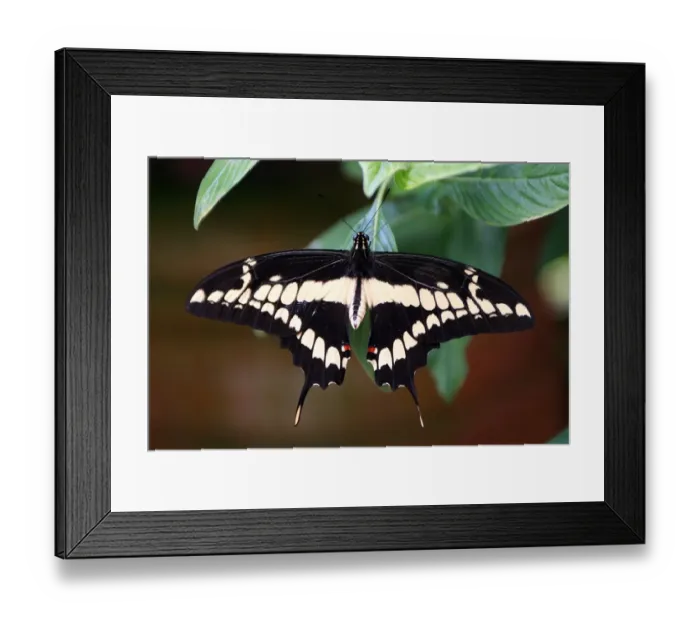 Framed Print : Costa Rica-Nature-Toucan