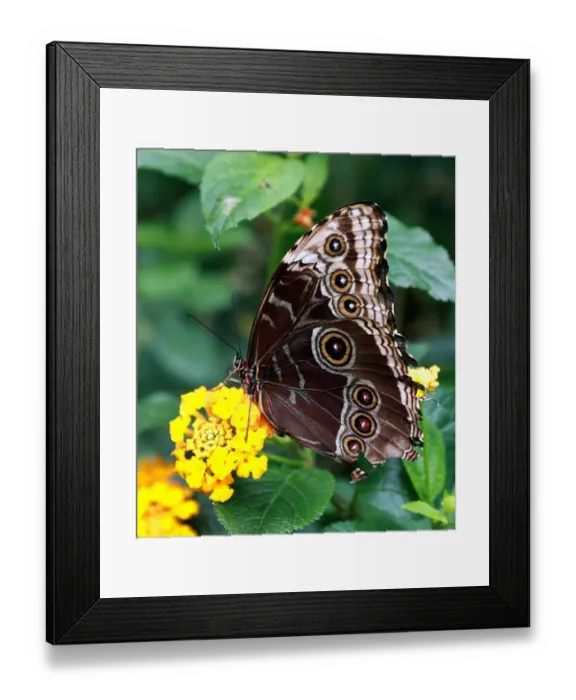 Framed Print : Costa Rica-Nature-Toucan Framed Print : Costa Rica-Nature-Toucan