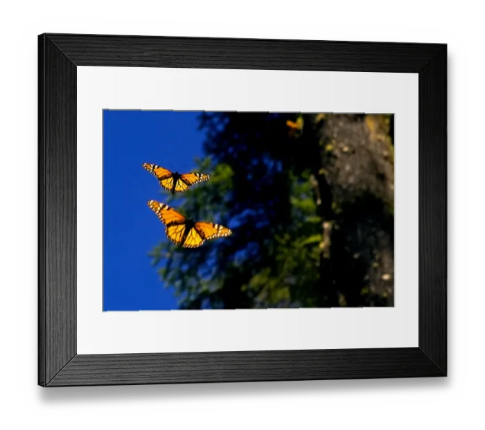 Framed Print : Mexico-Monarch Butterflies Framed Print : Mexico-Monarch Butterflies
