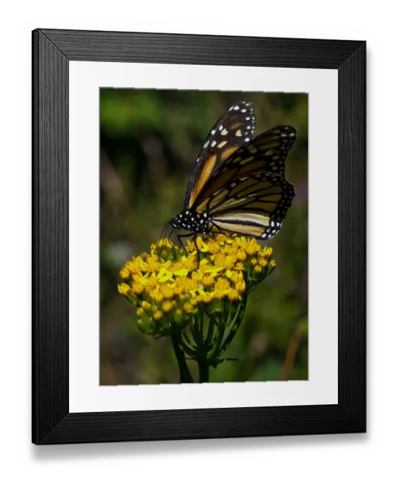 Framed Print : Mexico - Monarch Butterflies Framed Print : Mexico - Monarch Butterflies