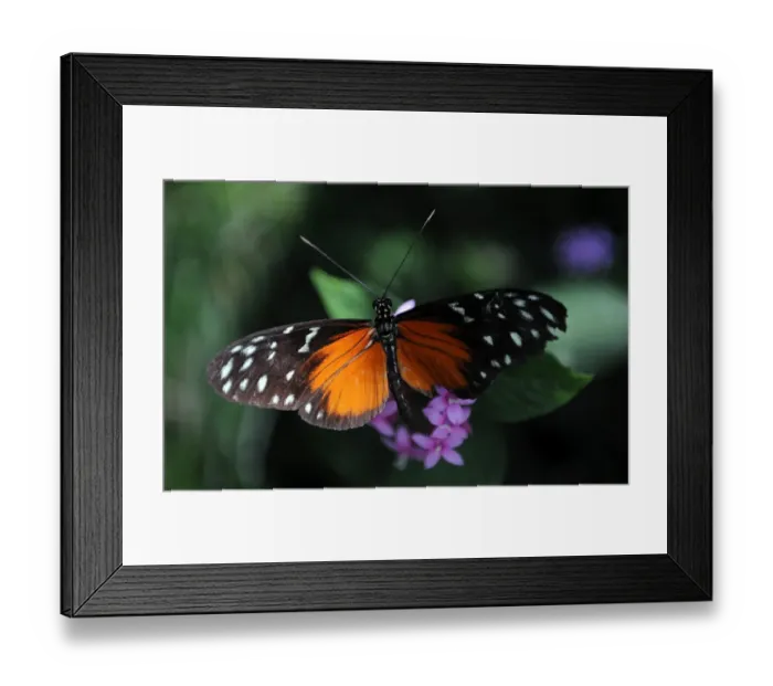 Framed Print : Costa Rica-Nature-Butterflies Framed Print : Costa Rica-Nature-Butterflies
