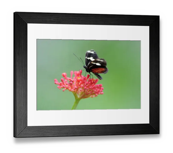 Framed Print : Costa Rica-Nature-Butterflies Framed Print : Costa Rica-Nature-Butterflies