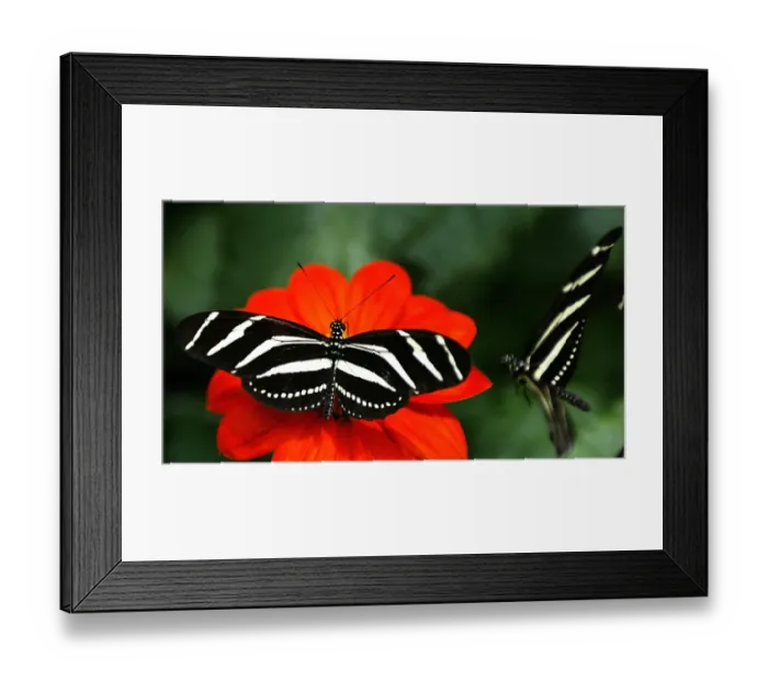 Framed Print : Colombia-Zoo-Butterfly Framed Print : Colombia-Zoo-Butterfly