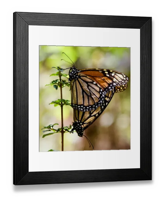 Framed Print : Mexico-Monarch-Butterflies-Unesco Framed Print : Mexico-Monarch-Butterflies-Unesco