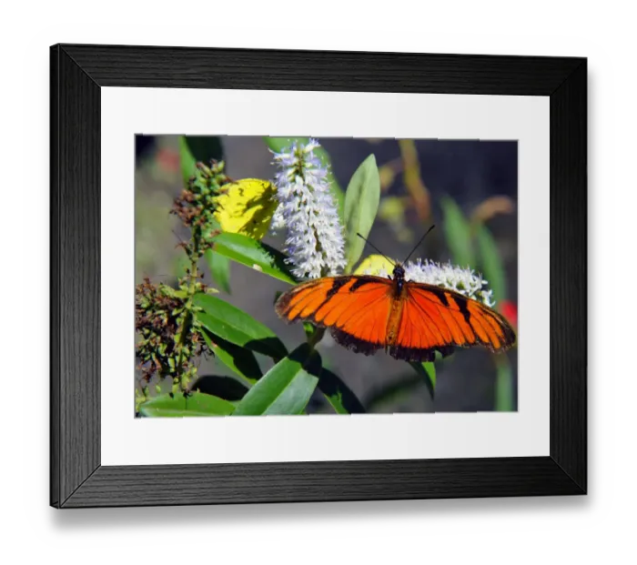 Framed Print : Bolivia-Butterflies Framed Print : Bolivia-Butterflies