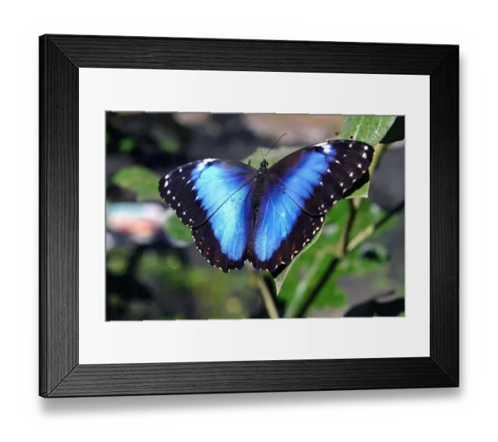 Framed Print : Bolivia-Butterflies Framed Print : Bolivia-Butterflies