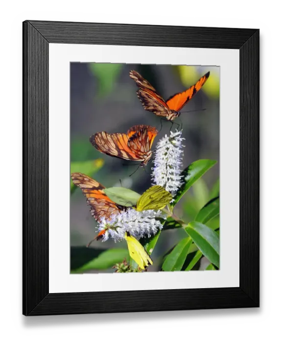 Framed Print : Bolivia-Butterflies Framed Print : Bolivia-Butterflies