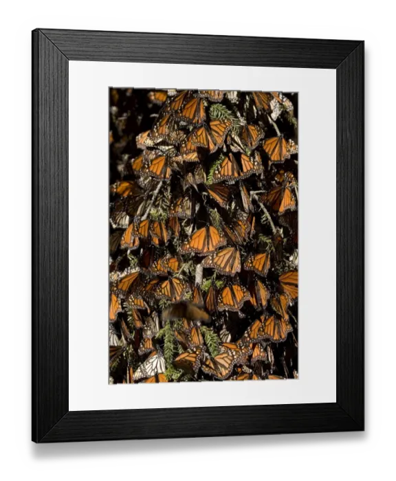 Framed Print : Mexico-Monarch-Butterfly Framed Print : Mexico-Monarch-Butterfly