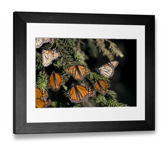 Framed Print : Mexico-Monarch-Butterfly Framed Print : Mexico-Monarch-Butterfly