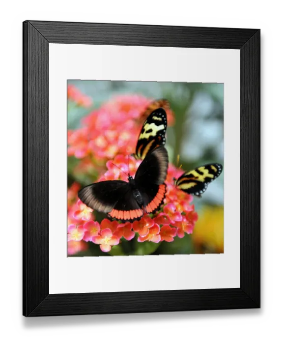 Framed Print : Colombia-Environment-Butterflies Framed Print : Colombia-Environment-Butterflies