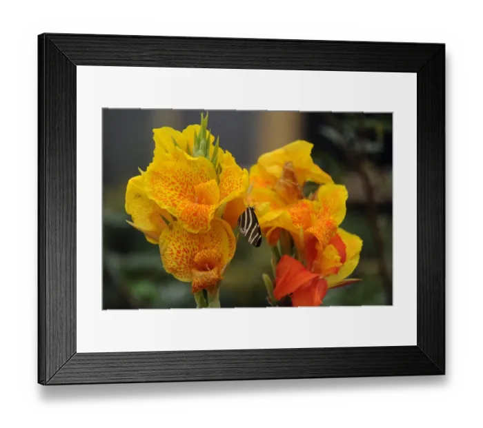 Framed Print : Colombia-Butterflies-Exhibition Framed Print : Colombia-Butterflies-Exhibition