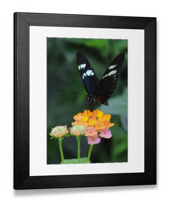 Framed Print : Colombia-Butterflies-Exhibition Framed Print : Colombia-Butterflies-Exhibition