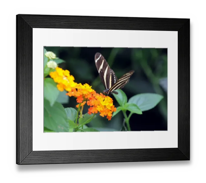 Framed Print : Colombia-Butterflies-Exhibition Framed Print : Colombia-Butterflies-Exhibition
