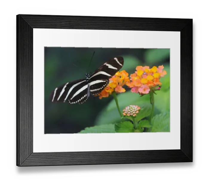 Framed Print : A butterfly alights on a flower Framed Print : A butterfly alights on a flower