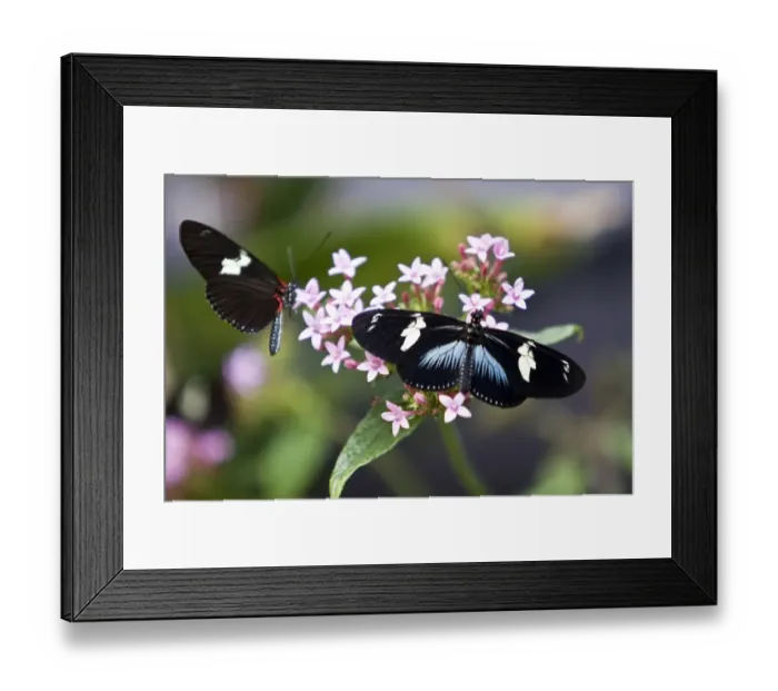 Framed Print : Colombia-Butterfly-Exhibition