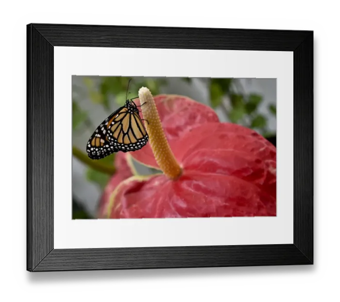 Framed Print : Mexico-Nature-Butterflies