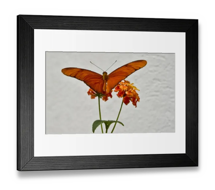Framed Print : Mexico-Nature-Butterflies Framed Print : Mexico-Nature-Butterflies