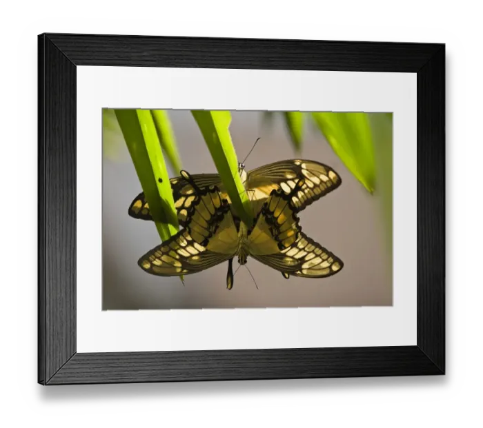 Framed Print : Colombia-Butterfly-Star