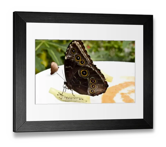 Framed Print : Mexico-Nature-Butterflies