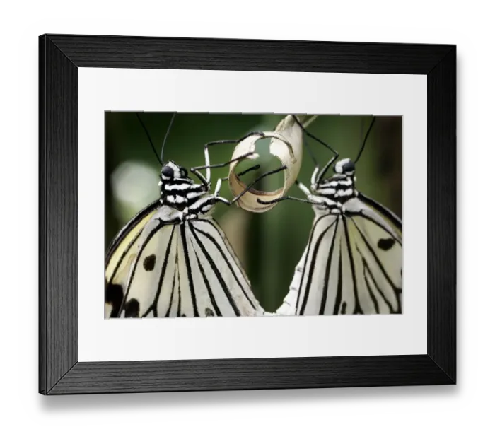 Framed Print : Switzerland-Papiliorama-Butterflies