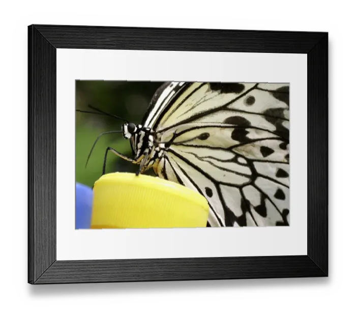 Framed Print : Switzerland-Papiliorama-Butterflies Framed Print : Switzerland-Papiliorama-Butterflies