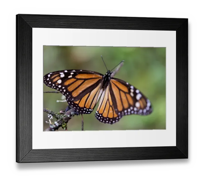 Framed Print : Mexco-Monarch-Butterfly Framed Print : Mexco-Monarch-Butterfly