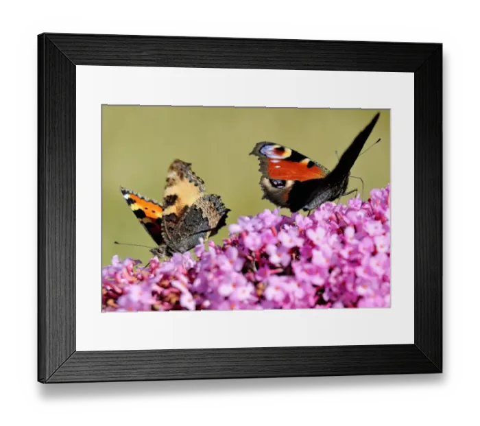 Framed Print : A butterflies searches for food on a buddleia flower, on August 4, 2013 in Godewaersvelde