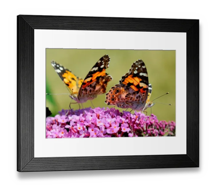 Framed Print : France-Nature-Butterfly Framed Print : France-Nature-Butterfly
