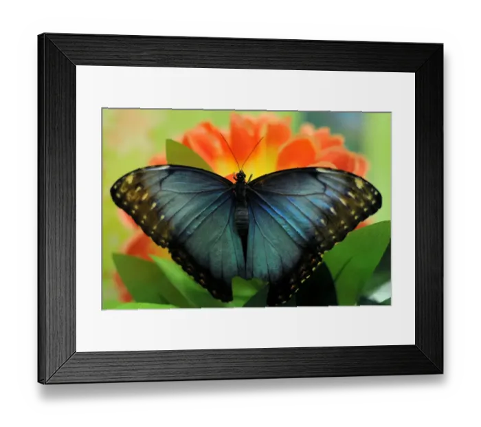 Framed Print : A Blue Morpho (Morpho Peleides) butterfly sits on a flower during a Butterflies exhibition Framed Print : A Blue Morpho (Morpho Peleides) butterfly sits on a flower during a Butterflies exhibition