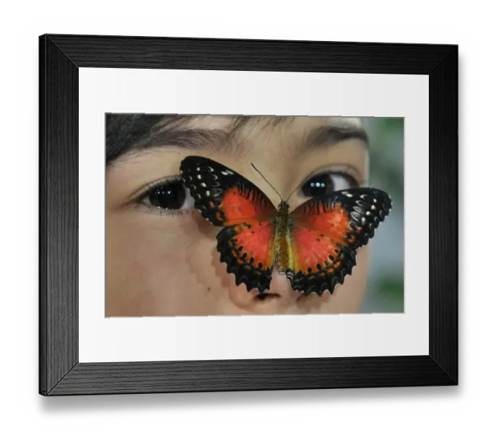 Framed Print : Kyrgyzstan-Nature-Butterfly-Exhibition