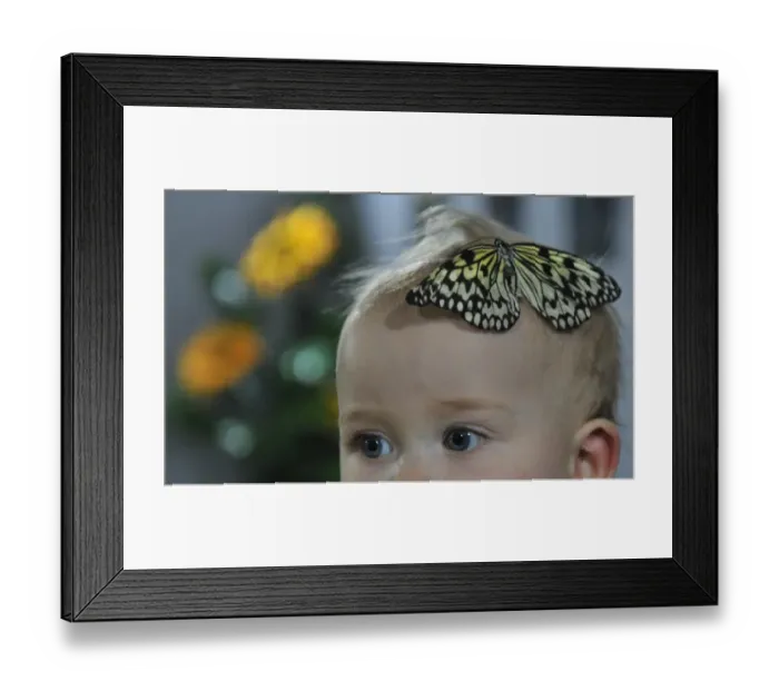 Framed Print : Kyrgyzstan-Butterfly-Exhibition Framed Print : Kyrgyzstan-Butterfly-Exhibition