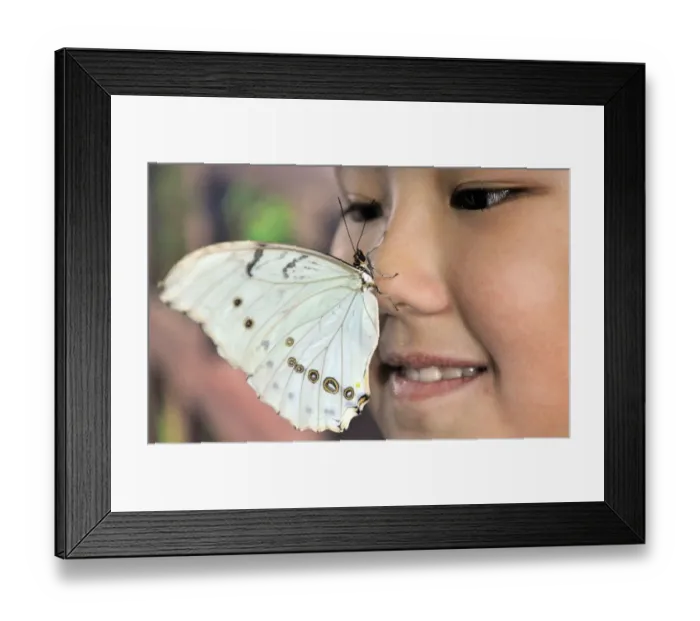 Framed Print : Kyrgyzstan-Butterfly-Exhibition Framed Print : Kyrgyzstan-Butterfly-Exhibition