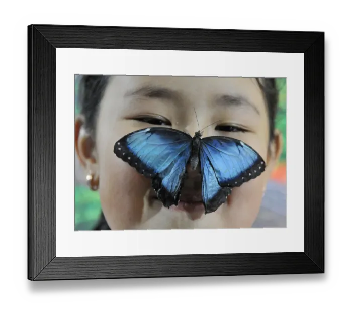 Framed Print : Kyrgyzstan-Butterfly-Exhibition