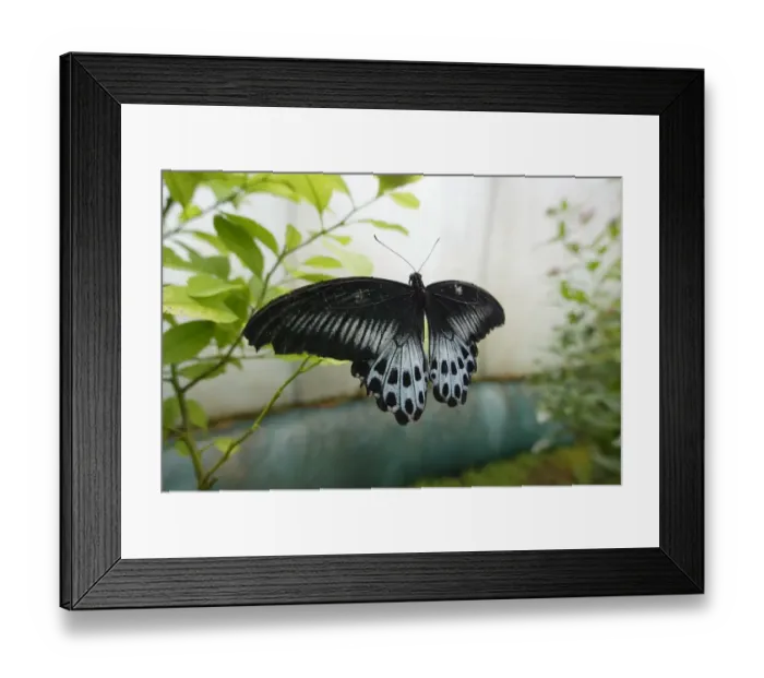 Framed Print : France-Art-Butterflies Framed Print : France-Art-Butterflies