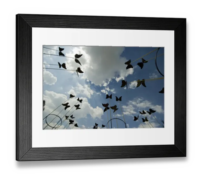 Framed Print : Mexico-Rehearsal-Butterflies Framed Print : Mexico-Rehearsal-Butterflies